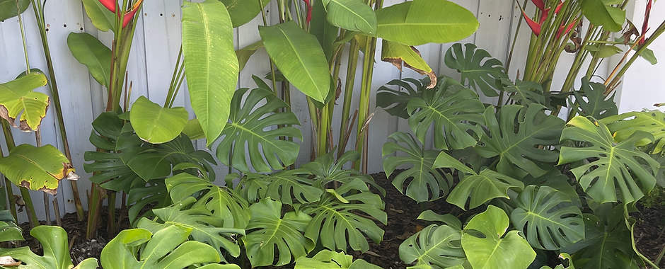 hardwood tree care Plantation