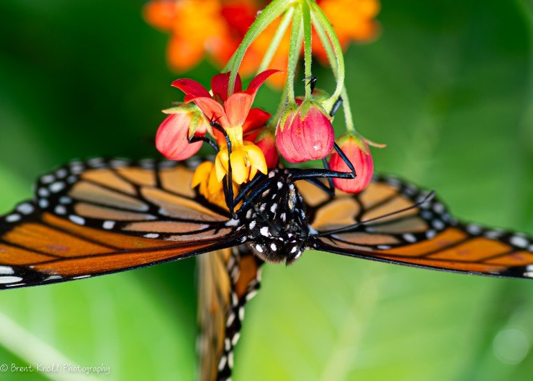 Gallery image 1 — wildlife habitat garden Miami