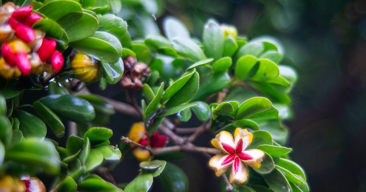 wildlife habitat garden Miami