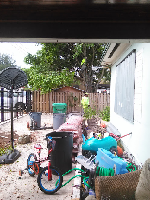 Gallery image 3 — seasonal lawn cleanup near me