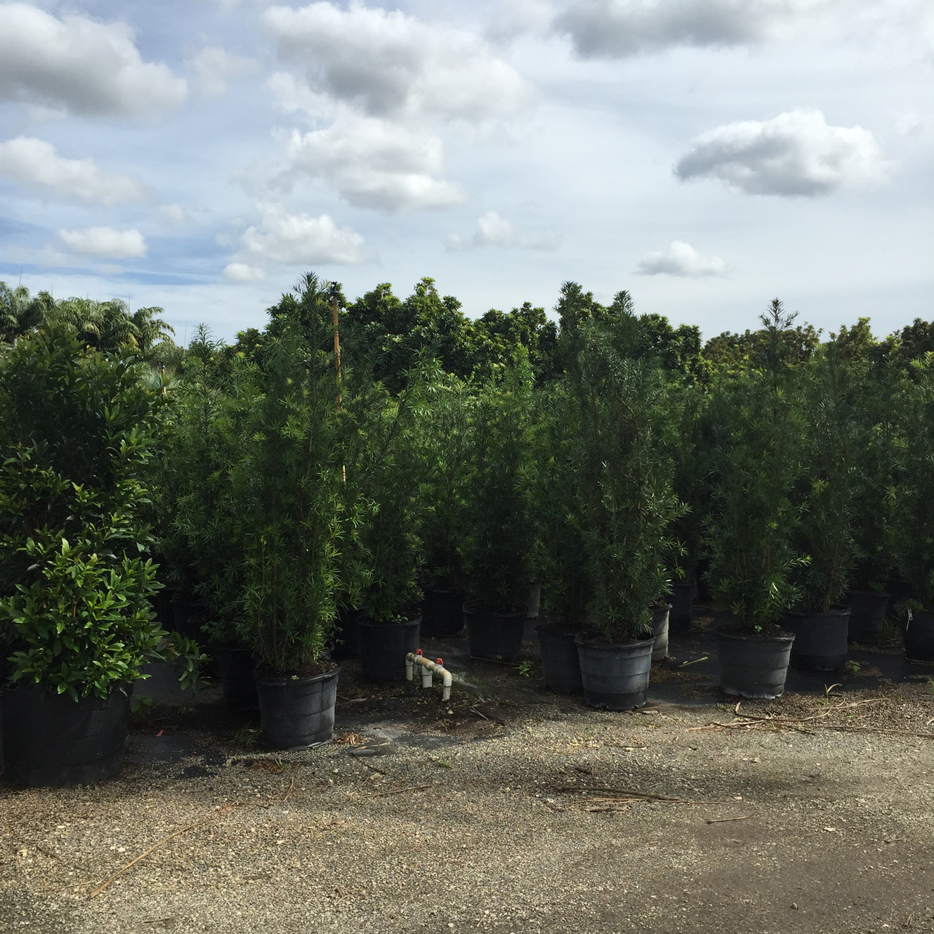 nursery near me Miami