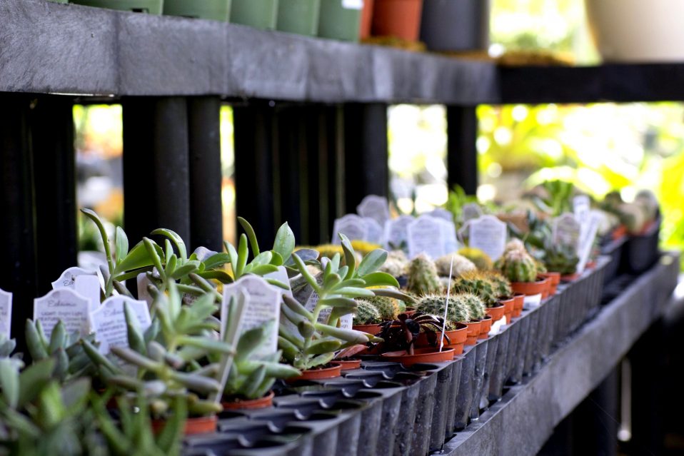 Gallery image 9 — best garden center in Miami