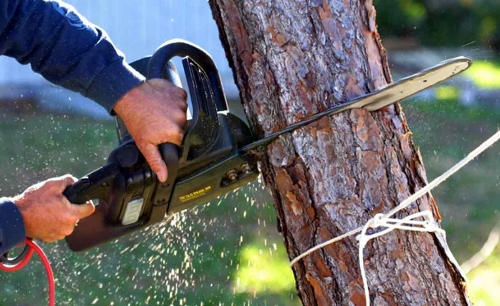 Gallery image 8 — tree trimming service near me