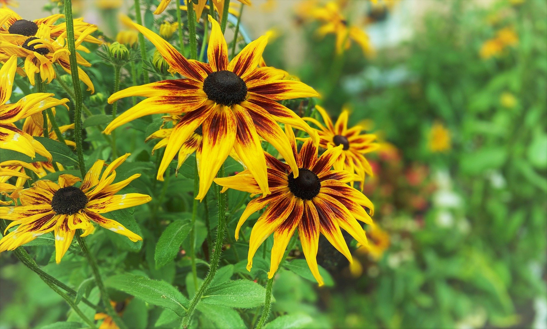 Gallery image 12 — commercial landscaping Atlanta GA