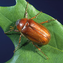 Gallery image 4 — bed bug inspection Atlanta