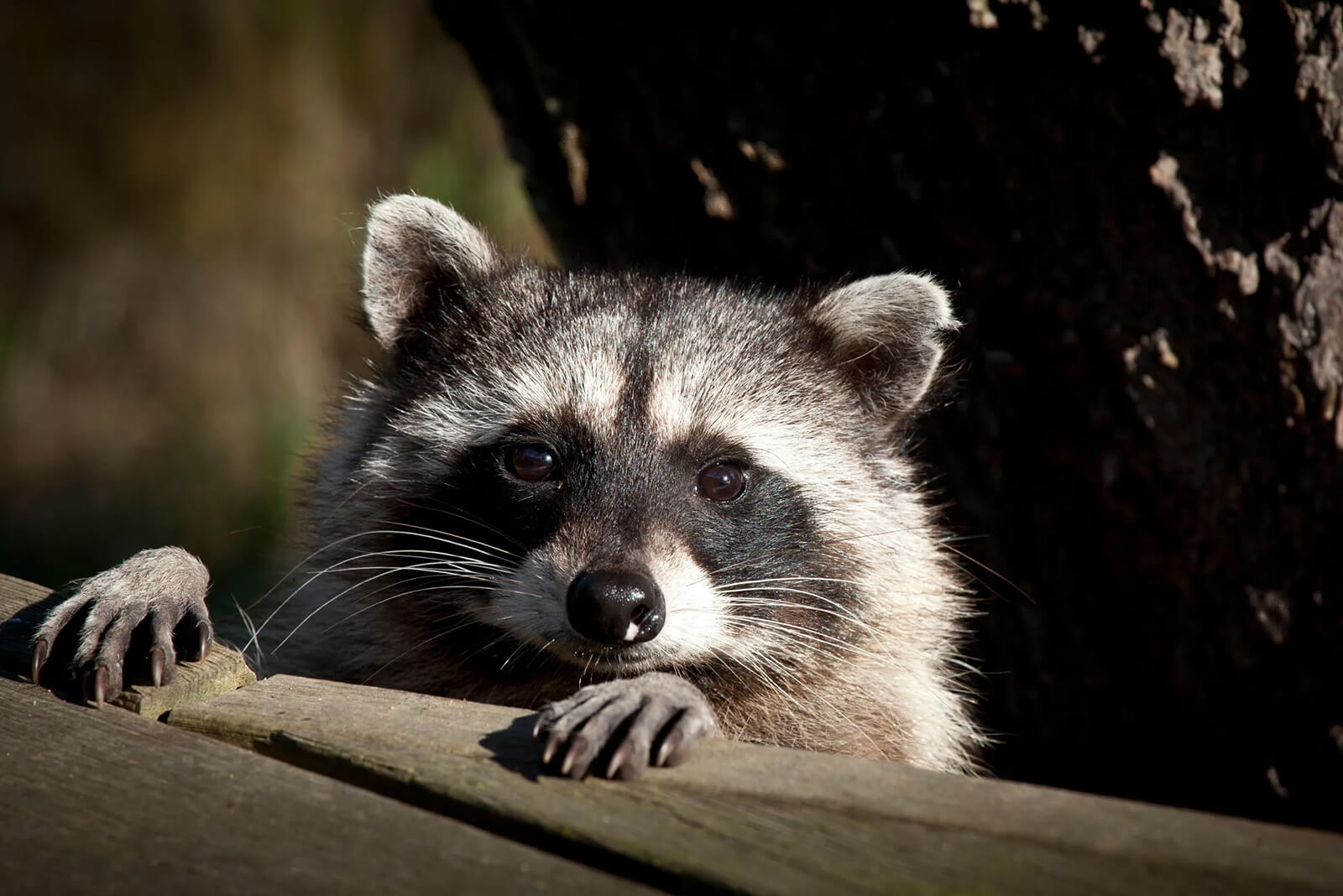 Gallery image 3 — same day pest control Smyrna