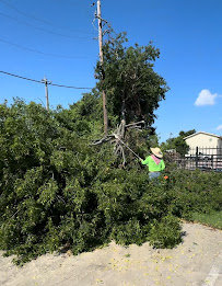tree removal near me