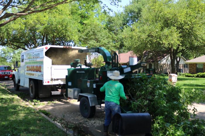 Gallery image 6 — stump removal Dallas