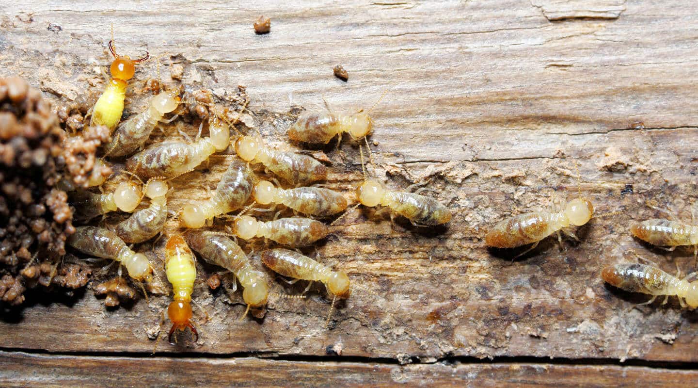 Sentricon termite elimination near me