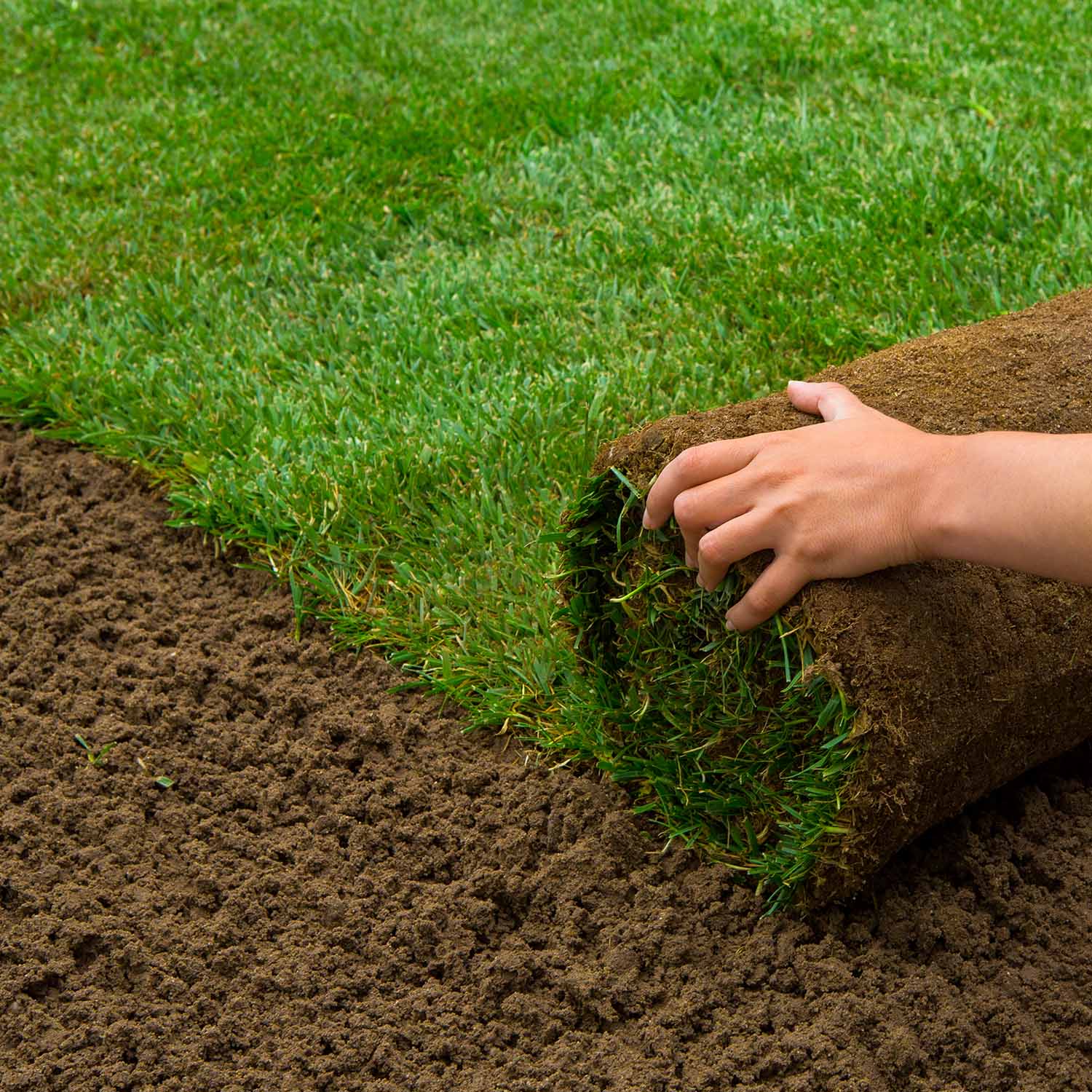 Gallery image 8 — Dallas lawn care