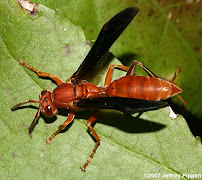 About carpenter bee service Cumberland