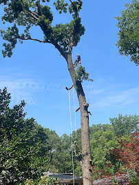 tree removal Dallas