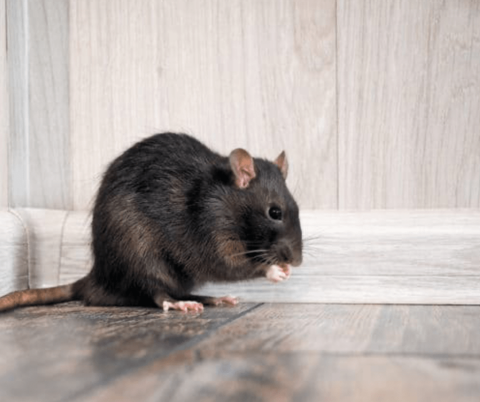 Gallery image 7 — local pest control company Atlanta