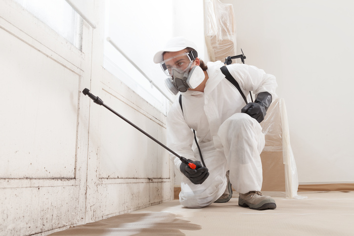 About residential mold removal Steamatic Corporate