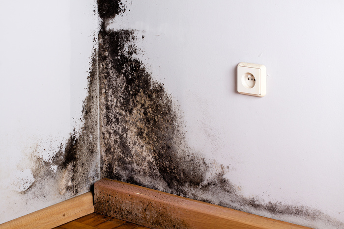 Gallery image 9 — residential mold removal Steamatic Corporate