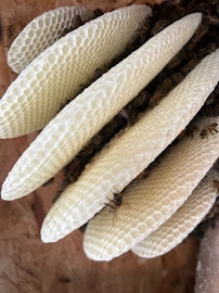 Gallery image 5 — pest control Temecula