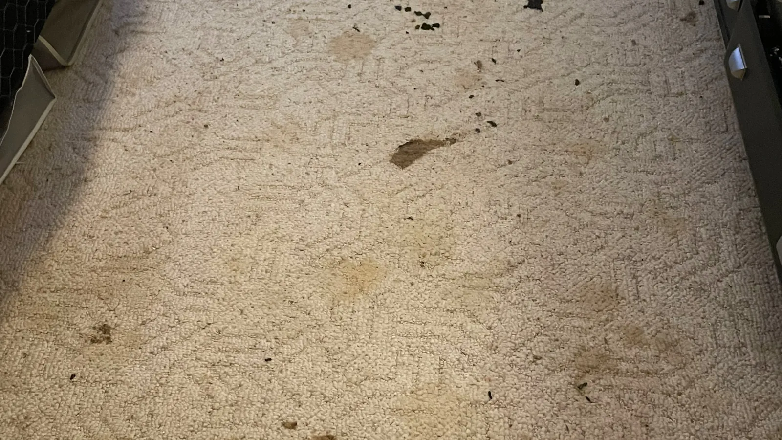 Gallery image 1 — carpet cleaning Carlsbad