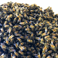 About best pest control in San Diego