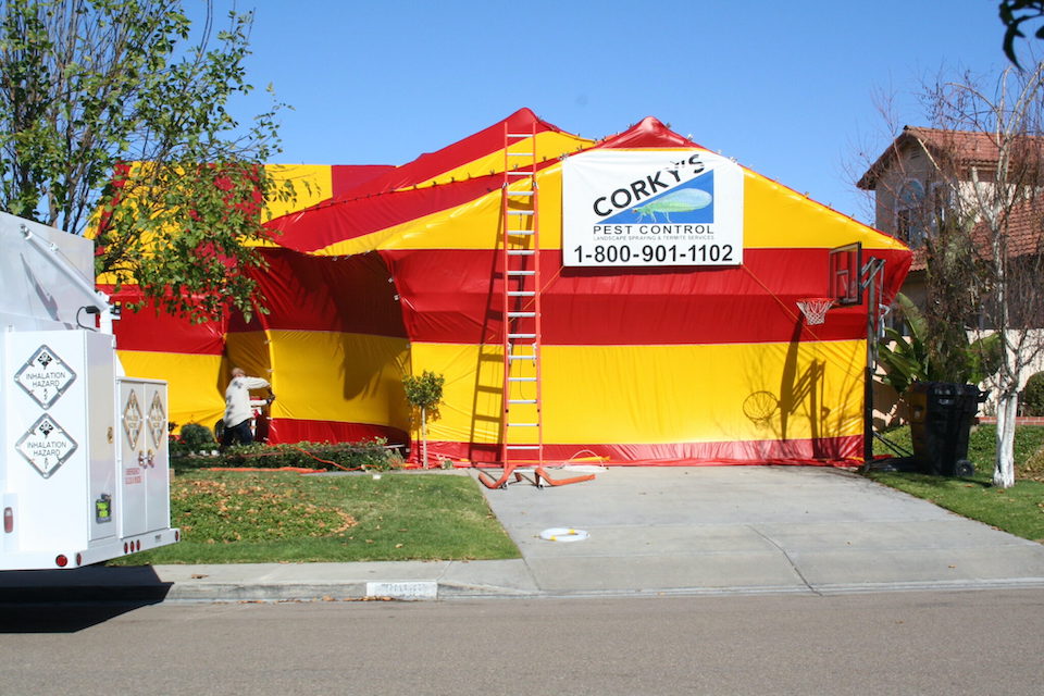 best pest control in San Diego