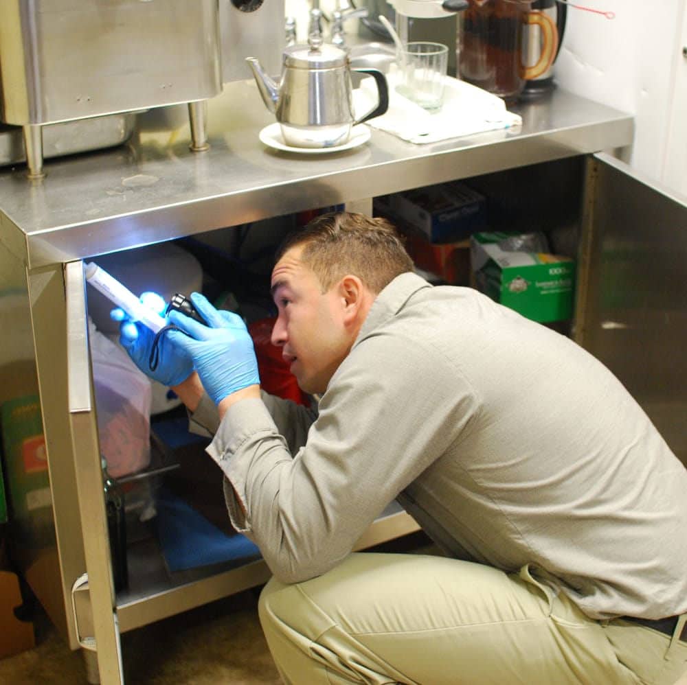 About bed bug extermination San Diego