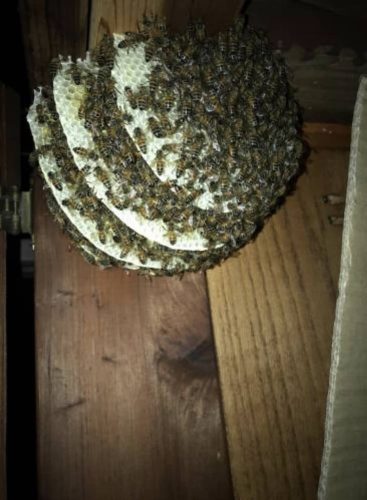 Gallery image 1 — affordable pest control San Diego