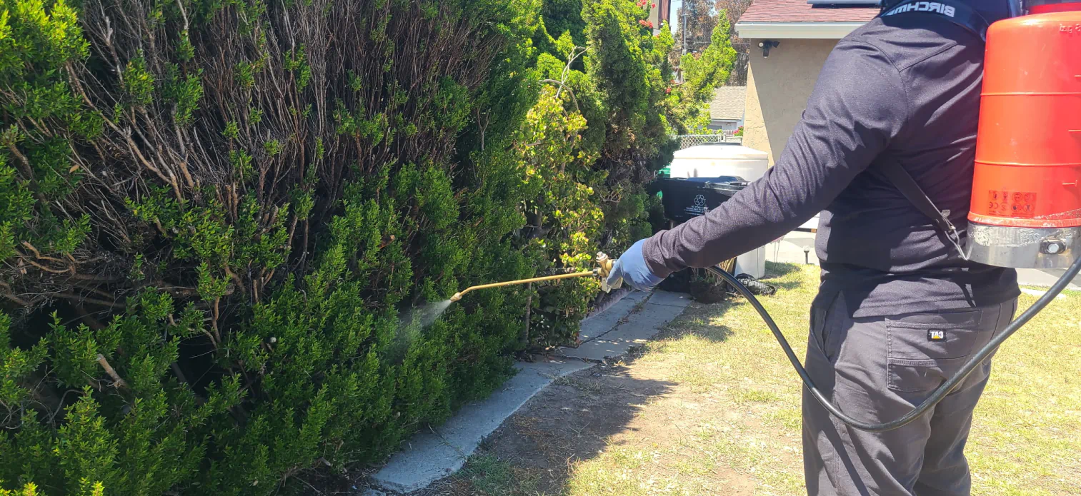 pest control in San Diego