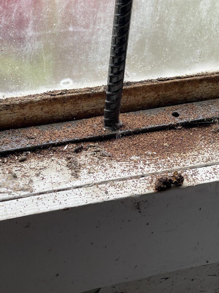 termite inspection San Diego