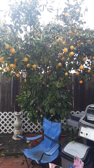 Gallery image 5 — drywood termite treatment San Diego