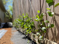 About Royal Oaks landscape design