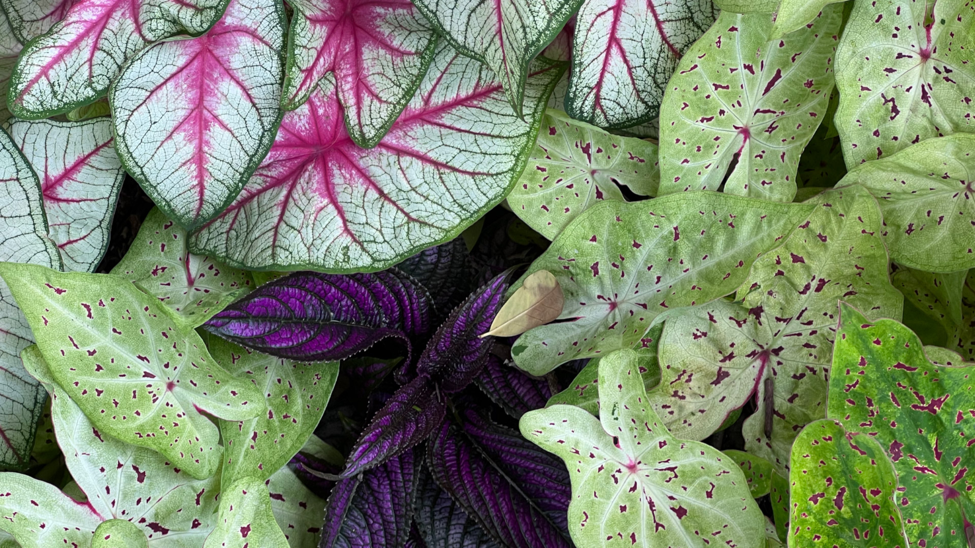 landscape design Houston