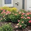 About landscape maintenance Houston Texas