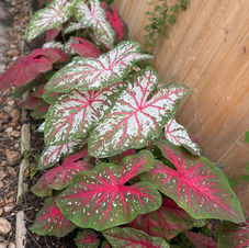 Gallery image 5 — landscape maintenance Houston Texas