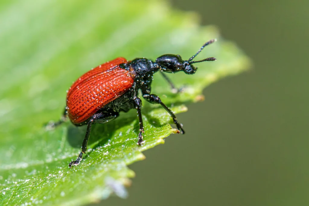 Gallery image 5 — same-day pest control near me