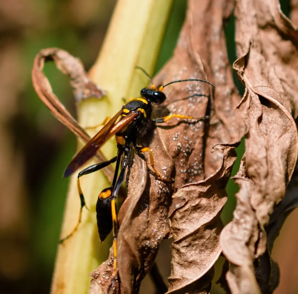 Gallery image 2 — mosquito control in Clearwater