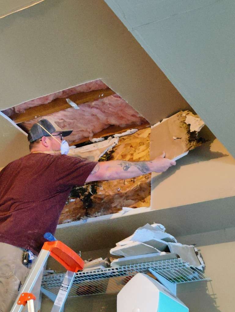 attic mold removal Fort Collins