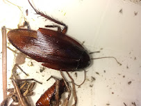 About best exterminator in Houston