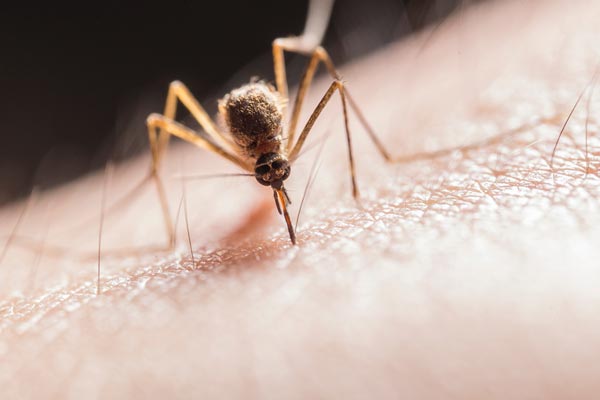 Gallery image 3 — pest control Houston