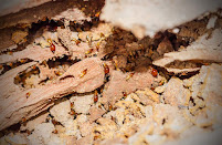 Gallery image 4 — safe pest control for families