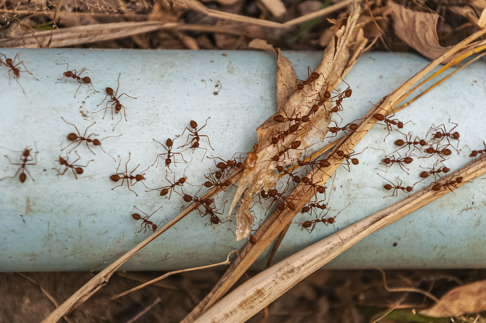 Gallery image 7 — pest control in South Belt TX