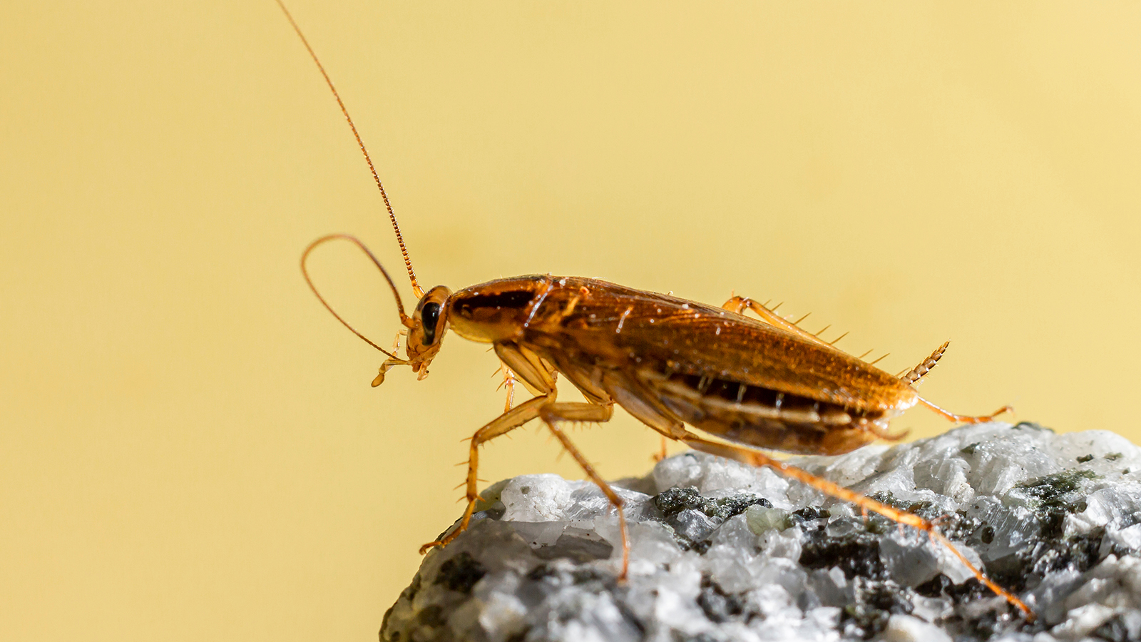Gallery image 9 — pest control in South Belt TX