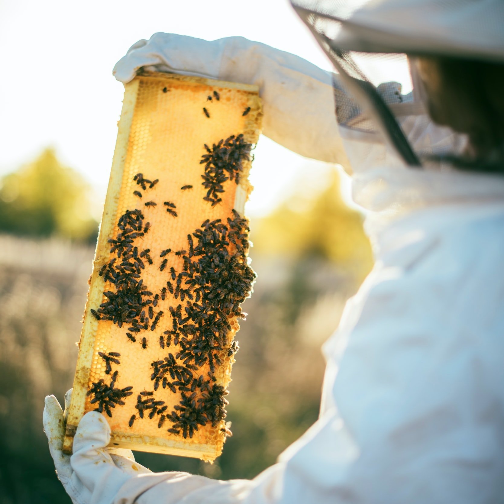 Gallery image 3 — best bee removal in Houston