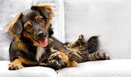 Gallery image 1 — pet stain and odor removal Dallas