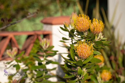 Gallery image 4 — irrigation system design San Diego