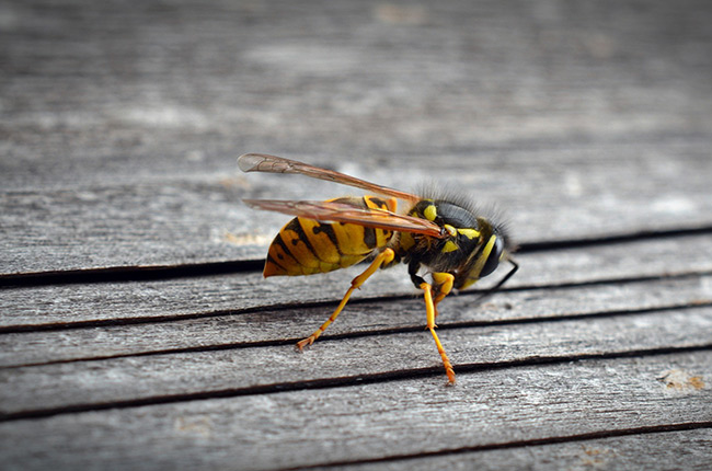 free pest inspection Las Vegas