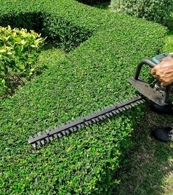 Gallery image 2 — yard clean up Bronx