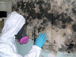 mold inspection near me photo