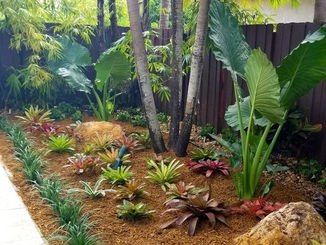 tree trimming Miami photo