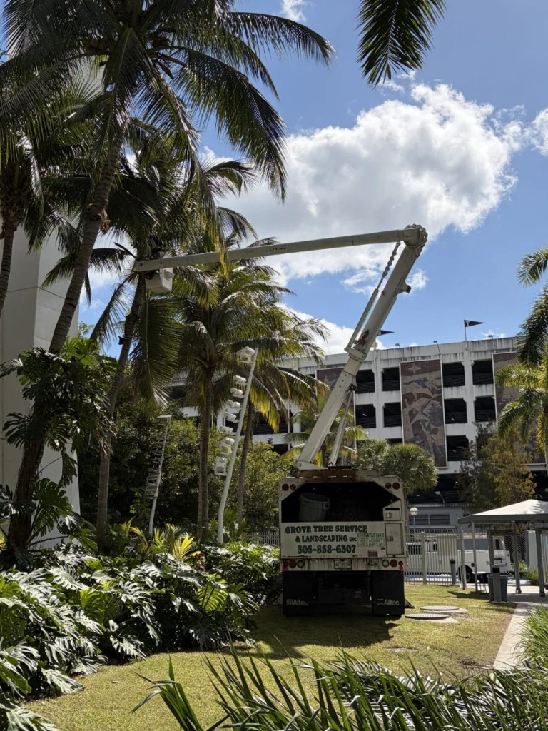 tree pruning Miami
