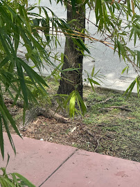 Florida landscape solutions