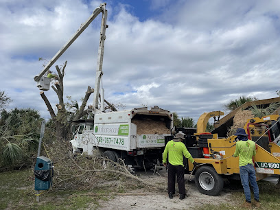 stump grinding Arborescent Tree Service